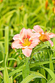 Hemerocallis Classic Romance