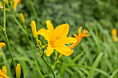 Hemerocallis 'Bela Lugosi'.