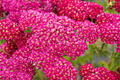 Achillea millefolium 'Pomegranate'®