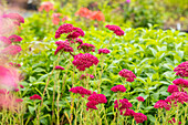 Achillea millefolium 'Pomegranate'®