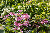 Hydrangea macrophylla, rosa Tellerblüten