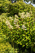 Hydrangea paniculata Burgundy Lace