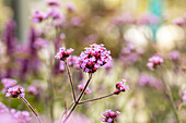 Verbena bonariensis 'Lollipop'