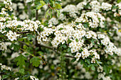 Crataegus laevigata