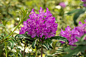 Rhododendron ponticum 'Variegatum'