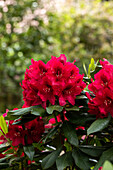 Rhododendron 'Aeschbacher´s Rubin'