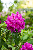 Rhododendron Lilofee