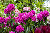 Rhododendron large-flowered, pink