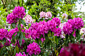 Rhododendron großblumig, pink