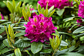 Rhododendron 'Hermsdorf'
