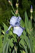 Iris x germanica 'Jane Phillips'