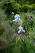 Iris x germanica, light blue