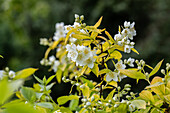 Philadelphus coronarius 'Aureus'