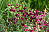 Aquilegia vulgaris 'Plena dark red