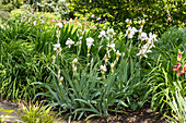 Iris x germanica, weiß
