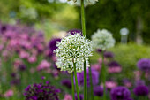 Ornamental Allium, white