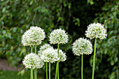 Ornamental Allium, white
