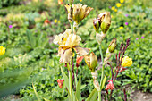 Iris x germanica 'Thornbird