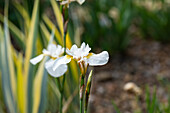 Iris sibirica 'Butterfly Fountain'