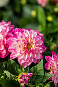 Dahlia cultivars Dalina® Midi ''Tuvalu''