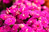 Kalanchoe blossfeldiana stuffed, pink