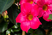 Mandevilla sanderi Dundee® Sel® ''Pink''