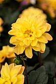 Dahlia DALAYA® Meena 'Yuva'