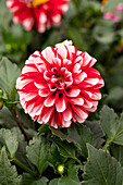 Dahlia DALAYA® Jadoo