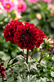 Dahlia cultivars Dalaya Sel® ''Davi''