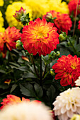 Dahlia DALAYA® Meena 'Krishna'