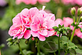 Pelargonium peltatum 'Royal® Light Pink'