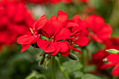 Pelargonium peltatum 'Royal® Scarlett'