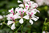 Pelargonium peltatum 'sel® Glacier White'