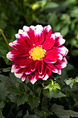 Dahlia cultivars Dalina® Maxi ''Cancun''