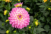 Dahlia cultivars Dalina® Maxi ''Salinas''