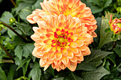 Dahlia cultivars Dalina® Maxi ''Tequila''