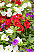 Calibrachoa Trixi® 'Early Tricolore'