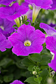 Petunia 'AlpeTunia® Light Blue' cultivars
