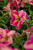 Petunia Famous Cherry Star