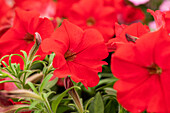 Petunia 'Famous Red Fire'