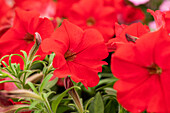 Petunia Famous Red Fire