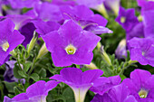 Petunia cultivars Famous Sel® ''Sky Blue '14'''