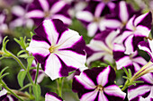 Petunia 'Bonnie Purple Star' cultivars