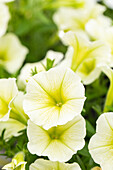 Petunia cultivars Bonnie Sel® ''Lemon Yellow''