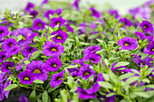 Calibrachoa MiniFamous® Neo 'Blue'