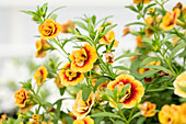 Calibrachoa cultivars MiniFamous® Neo Double Sel® ''orange/red eye 128'' Calibrachoa cultivars MiniFamous® Neo Double Sel® ''orange/red eye 128''