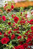 Calibrachoa cultivars MiniFamous® Neo Double Sel® ''Dark Red''