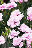 Dianthus 'Diantica® Lavender + Eye' cultivars