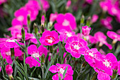 Dianthus cultivars Pillow Sel® ''DSS purple pink 077''