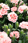 Dianthus caryophyllus Oscar® Sel® ''Pink Star''